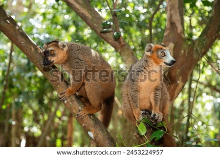 Similar – Image, Stock Photo Vulnerable Animal portrait