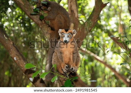 Similar – Image, Stock Photo Vulnerable Animal portrait