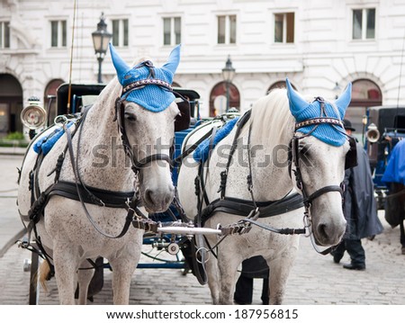 Head portrait of two horses in traditional Vienna carriage , Austria