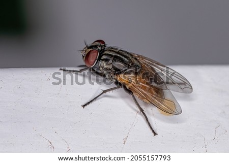Adult House Fly of the species Musca domestica Stock foto © 