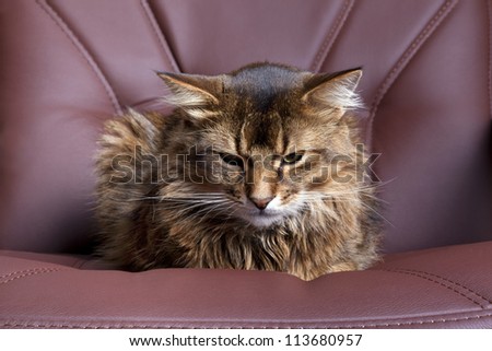 Somali cat on brown leather chair