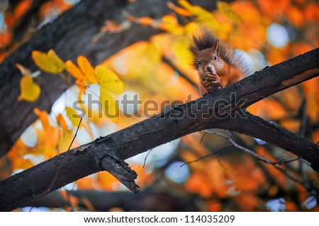 Squirrel eat nuts on branch of autumn tree