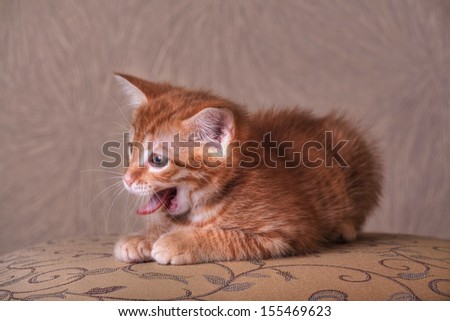 Red kitten portrait on vintage background