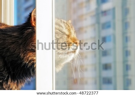 Cat behind a window in a city
