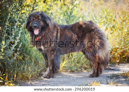 Caucasian shepherd dog outdoor exterior portrait
