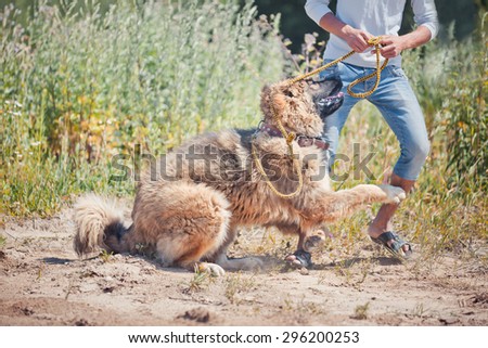 Caucasian shepherd dog playing with man