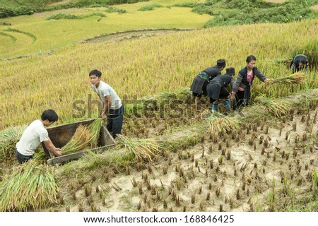 SAPA, VIETNAM -OCT 2: Unidentified farmers from the Black Hmong Ethnic Minority People harvesting on terrace rice field on October 2, 2011 in Sapa, Vietnam.