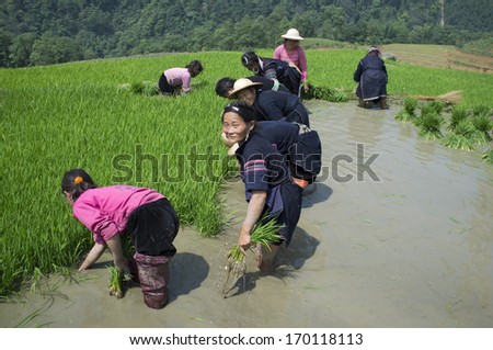 SAPA, VIETNAM -MAY 28: Unidentified farmers from the Black Hmong Ethnic Minority People planting young paddy on MAY 27, 2011 in Sapa, Vietnam.