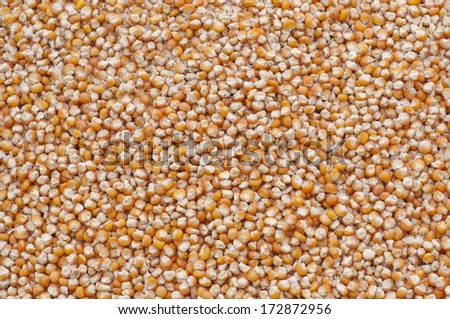 Corn seeds