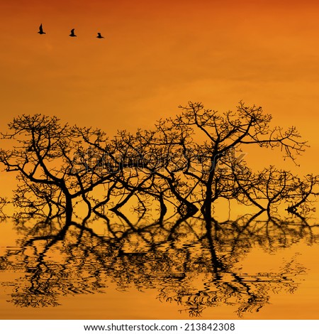 silhouette of trees and birds flying with water reflection