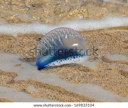 Portuguese Man O War Jellyfish Stock Images Page Everypixel