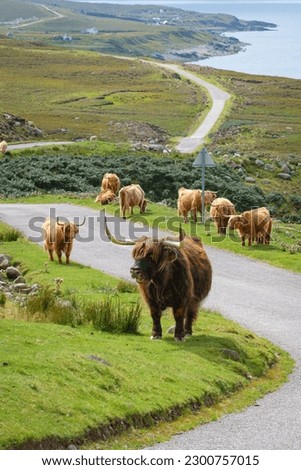 Similar – Image, Stock Photo Highland cow grazing in green grassland at foot of mountain