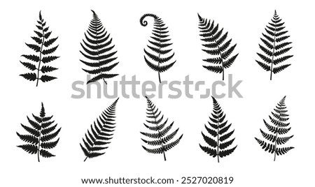 fern silhouettes on the white background volume 1