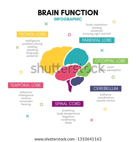 Creative human brain infographic. Psychology concept. Functions of the mind: intelligence, emotions, logic, memory, behaviour, learning. Frontal, temporal lobe, cerebellum, etc.  ストックフォト © 