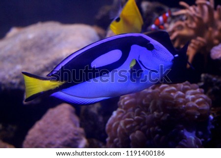 free photos blue tang