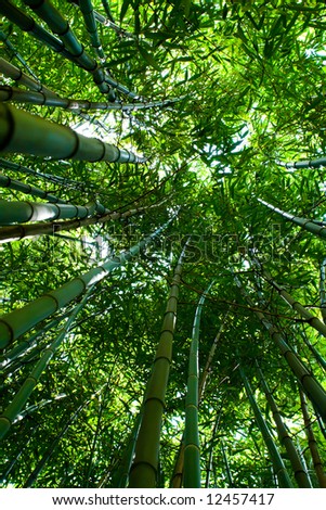 Bamboo grove, shot from bottom with wide lens for perspective effect
