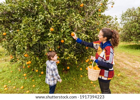 Foto Bild Junge pflückt frische bio Himbeeren