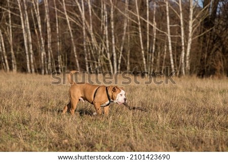 Similar – Image, Stock Photo undaunted Environment