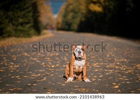 Similar – Image, Stock Photo undaunted Environment