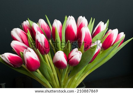 Bouquet of Tulip flowers Red and White on Black background
