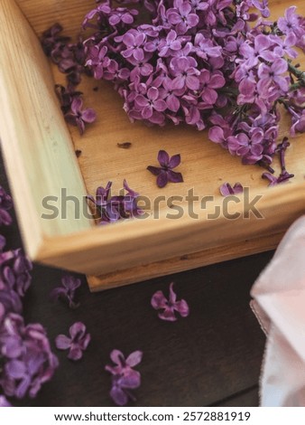 Image, Stock Photo Lilac bloom with 5 petals in woman’s hands