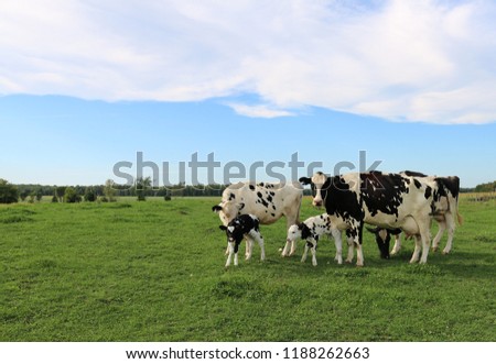 Similar – Image, Stock Photo Cow herd 2 in the fog above the Achensee in Tirol in Austria