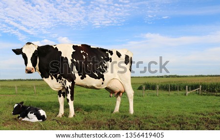 Similar – Image, Stock Photo Dairy cows with calves in Germany