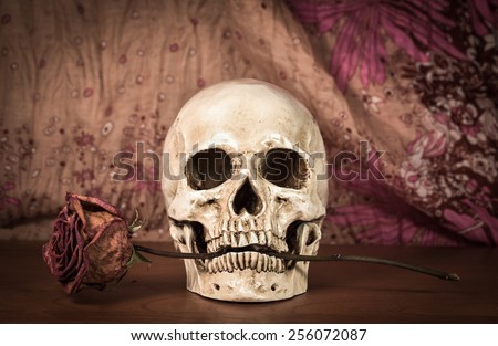 Still life white human skull with dry red rose in teeth on wooden table