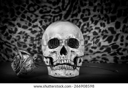 Still life, Black and white of human skull with dry red rose in teeth on wooden table, Art and background