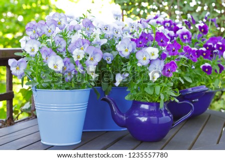 Similar – Image, Stock Photo Spring flowers in pot on table
