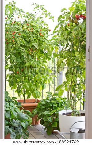 Tomato plants with ripe tomatoes and strawberry plants in big pots on balcony