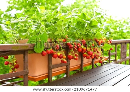 Strawberry plants with lots of ripe red strawberries in a balcony railing planter, apartment or urban gardening concept. Imagine de stoc © 