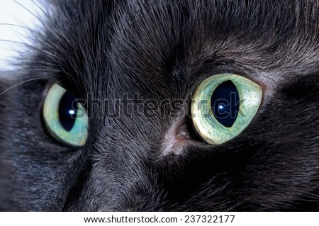 Black cat eyes. Macro shooting.