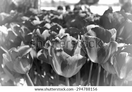 black and white picture of tulips