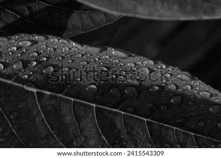 Similar – Image, Stock Photo Monochrome low-key close-up of the snail-shaped coiled bud of a fern