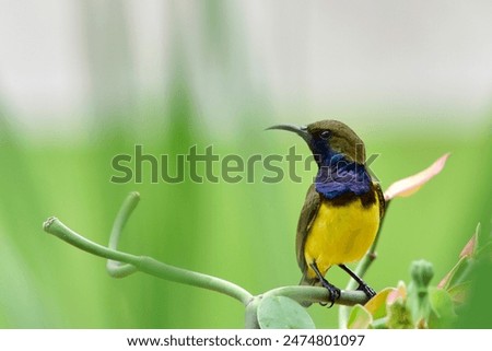 Similar – Image, Stock Photo A little bird on the spiked fence