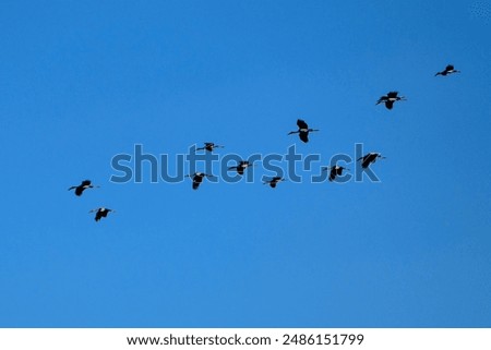 Image, Stock Photo Flock of birds against dark sky