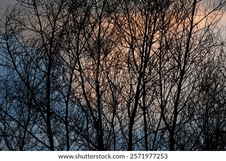 Similar – Image, Stock Photo Grass against sunset sky at seaside