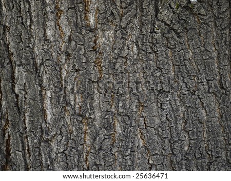 Wood cortex texture, showing cracks and some fungus, excellent contrast