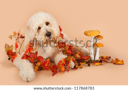 Golden doodle with autumn leaves