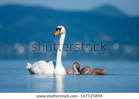 Parent swan with young chicks on a pond.