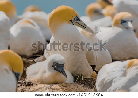 Similar – Image, Stock Photo Young gannet Environment