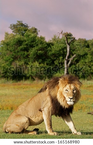 Lion Standing at Dusk
