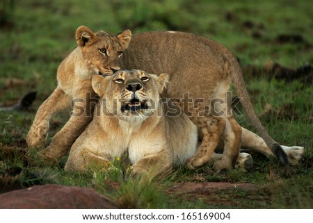 Lioness and cub roaring