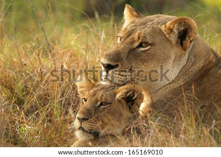 Female Lion and cub