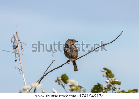 Similar – Image, Stock Photo A dead hedge sparrow lies in the sunshine on a wooden table