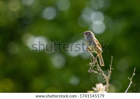 Similar – Image, Stock Photo A dead hedge sparrow lies in the sunshine on a wooden table