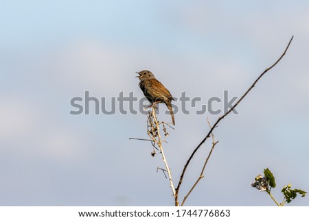 Similar – Image, Stock Photo A dead hedge sparrow lies in the sunshine on a wooden table