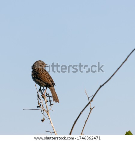 Similar – Image, Stock Photo A dead hedge sparrow lies in the sunshine on a wooden table