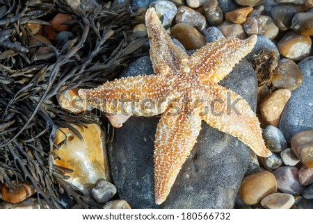 Common Starfish (Asterias Rubens) washed ashore at Dungeness